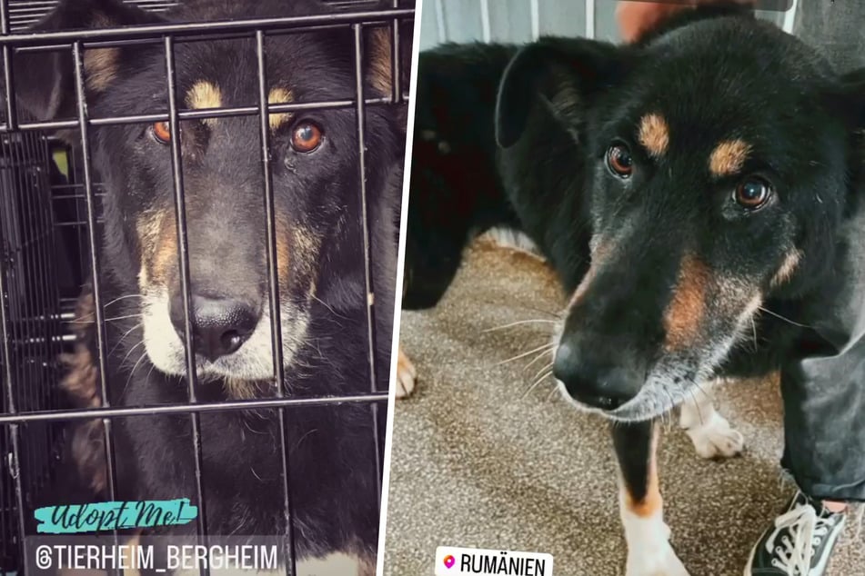 Tierheim rettet Hund vor dem sicheren Tod