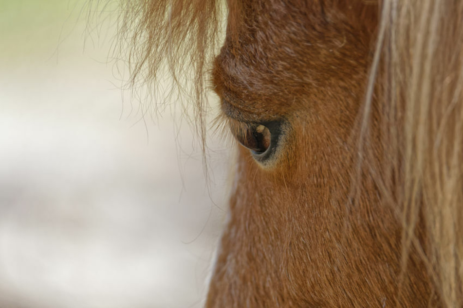 Das Auge eines Pferdes: Immer häufiger werden Tiere Zielscheibe von Angriffen (Symbolfoto).