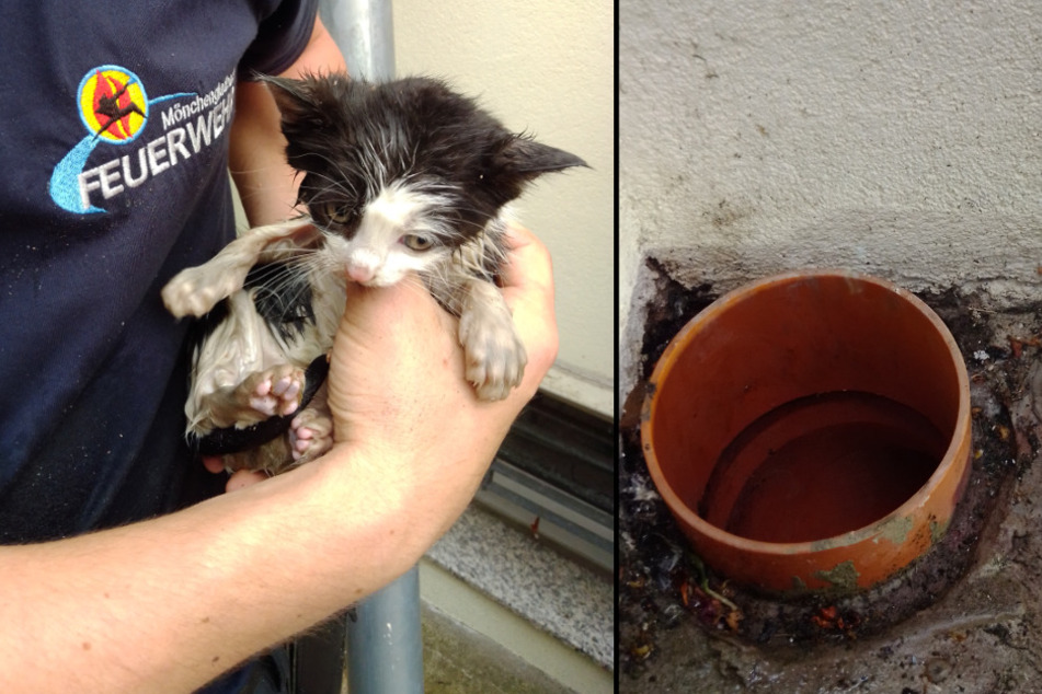 Feuerwehr rettet völlig entkräftete Babykatze