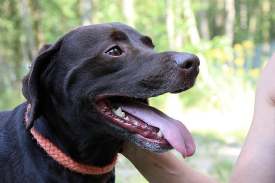 Labrador Lennox (4) mag Menschen und Hunde.