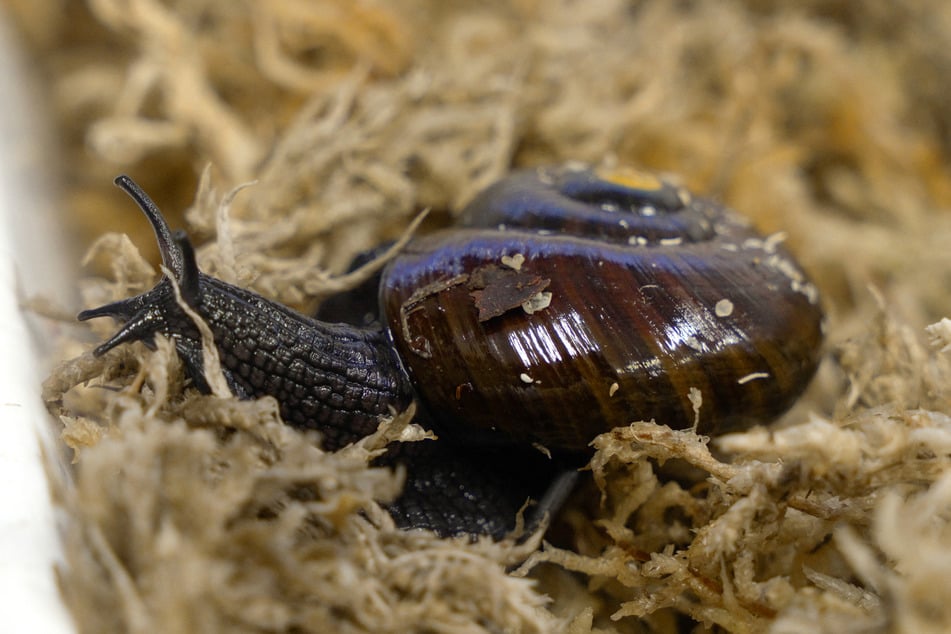 This handout picture taken on September 18, 2024 and released by the New Zealand Department of Conservation on Thursday shows a Mount Augustus snail laying an egg through its neck in Hokitika, New Zealand.