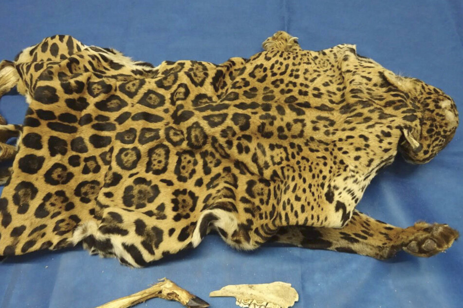 Der Jaguar ist eine Raubkatze, die dem Artenschutz unterliegt. Der Zoll beschlagnahmte dieses Fell.