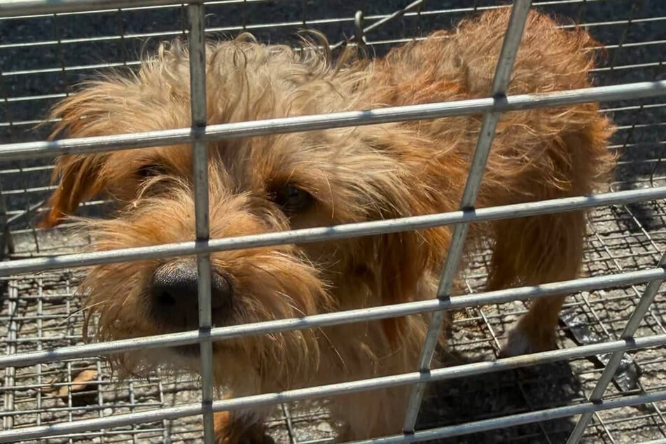 Gerettet: Der Hund war nach einigen Strapazen in Halls Falle getappt.