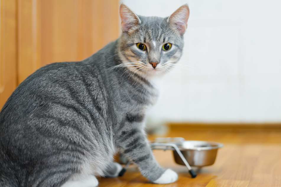 Katzen Wasser und Futter an gleicher Stelle anzubieten bringt oft nichts, denn die Tiere trinken instinktiv nicht, wo sie fressen.