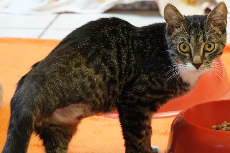 Aunque a Igor le falta una patita, eso no detiene al pequeño gato europeo de pelo corto.