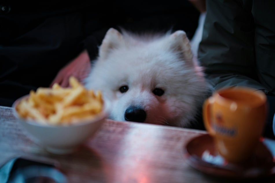 Pommes sind durch ihren hohen Fettgehalt nichts für Hunde.