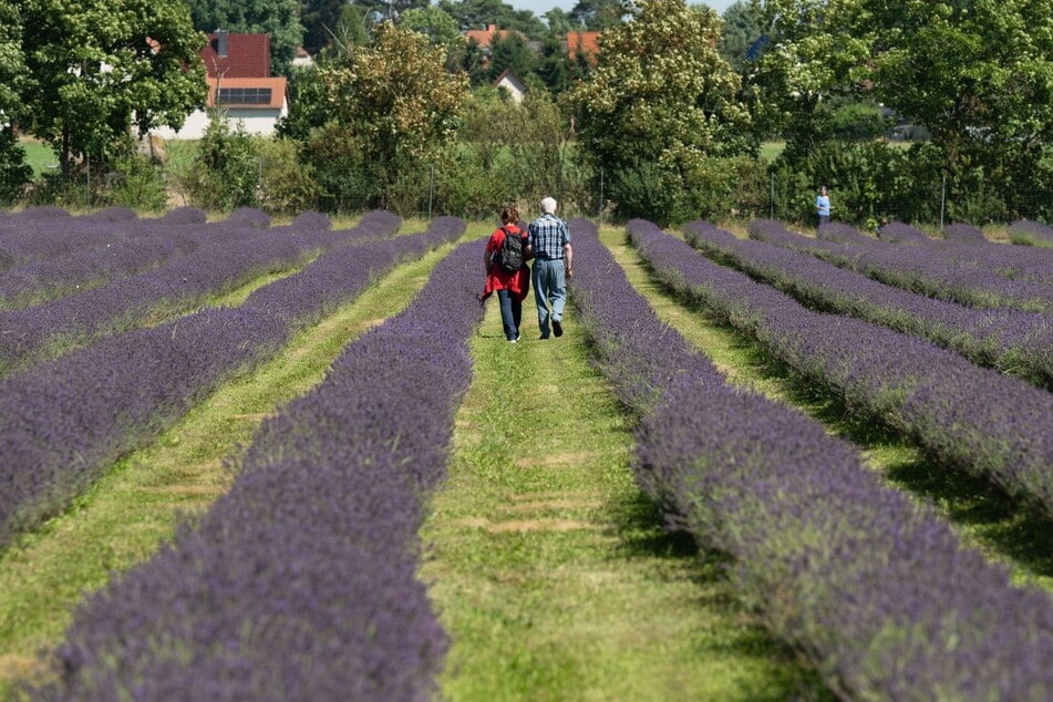 Das Lavendelfeld in der Lausitz ist mittlerweile auch zum touristischen Magneten geworden, vor allem, sobald sich ab Mitte Juni die ersten Blüten zeigen.
