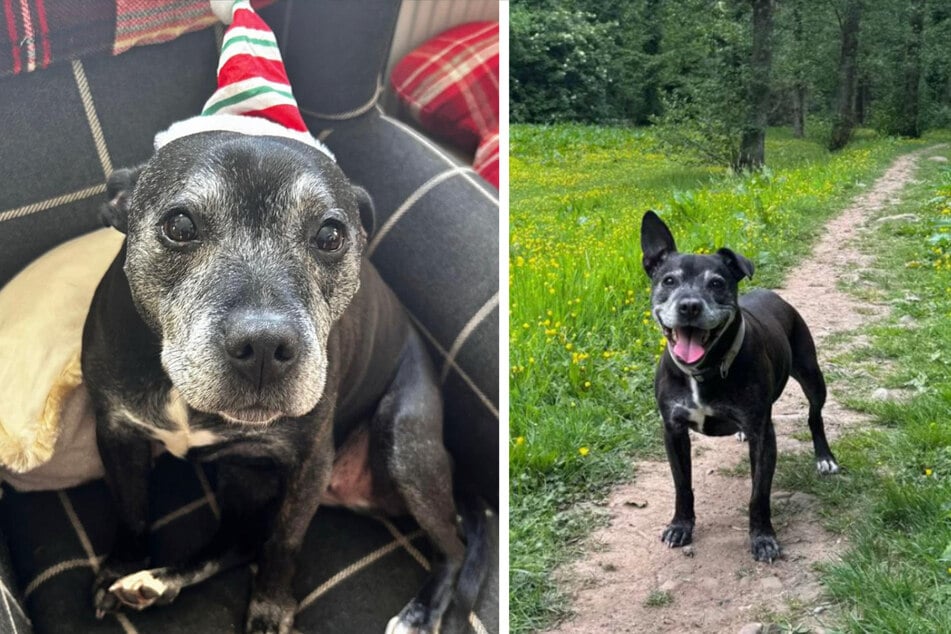 Willow schien sich in ihrem alten Zuhause einsam zu fühlen und suchte immer wieder den Kontakt zu Jessicas Familie.