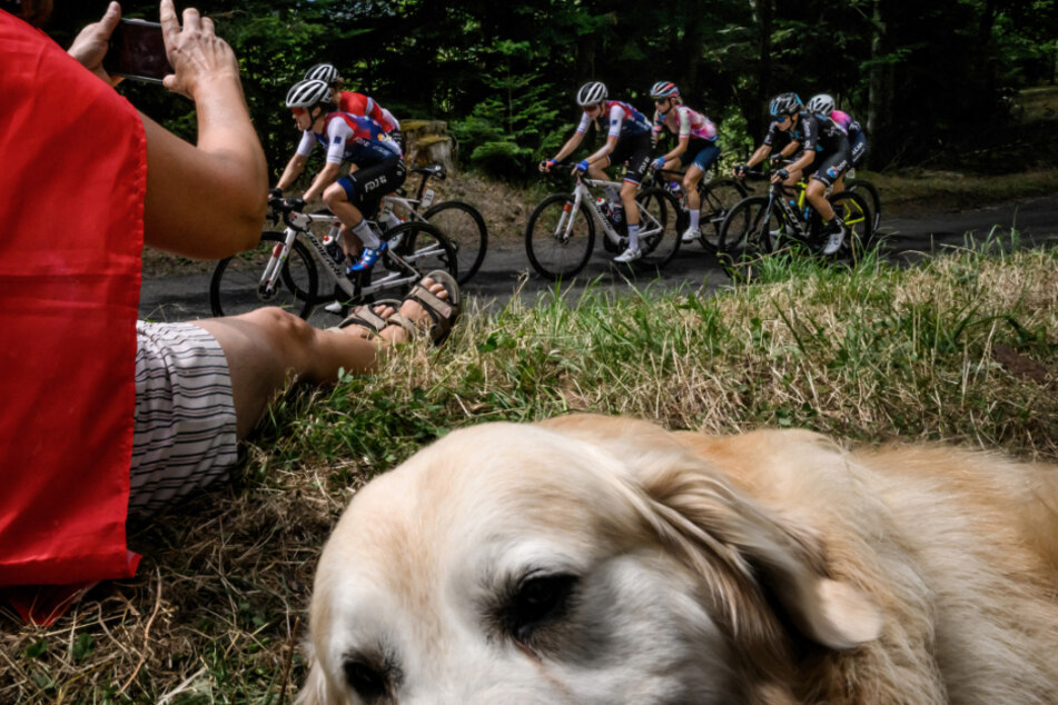 Freilaufende Hunde verursachen bei Radrennen immer wieder Stürze. Zuletzt auch bei der 12. Etappe der Tour de France 2022. (Symbolbild)