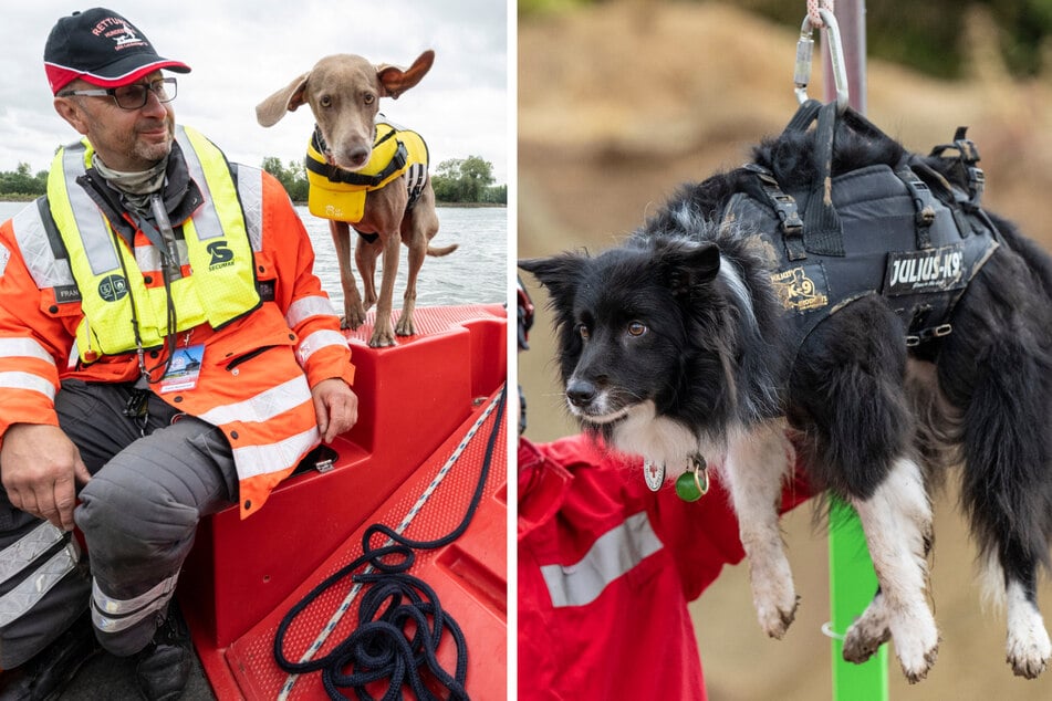 Im Rahmen einer Abseilübung wird einer der Rettungshunde (r.) des DRK an einem Seil in die Höhe gezogen. Ein anderer Vierbeiner (l.) lernt sich auf einem fahrenden Boot sicher zu bewegen.