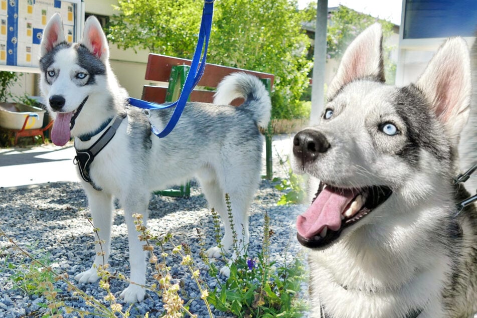 Nach einem turbulenten Start ins Leben: Lebensfroher Husky hofft auf Happy End