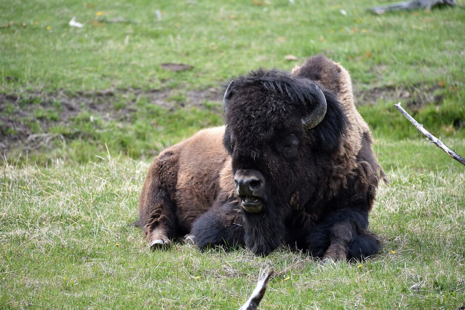 Bison can weigh as much as 2,000 pounds and might become particularly aggressive during their mating season.