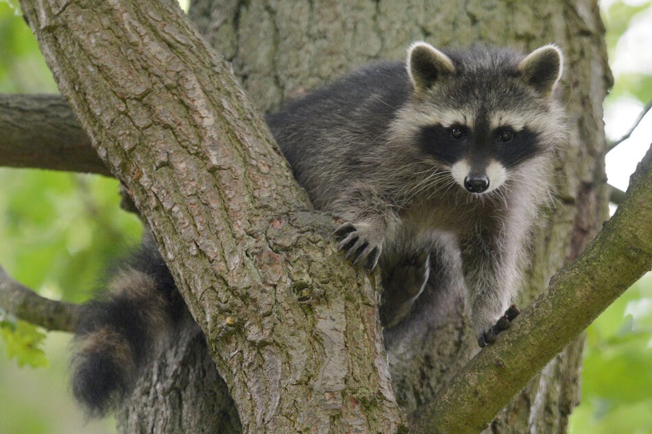 Schätzungsweise leben eine Million Waschbären in Deutschlands freier Natur.