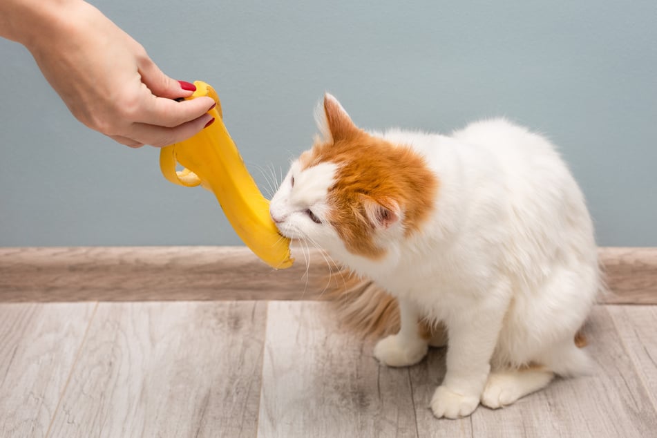 Bananenschale ist für Katzen zwar nicht giftig, aber auch nicht wirklich nahrhaft.