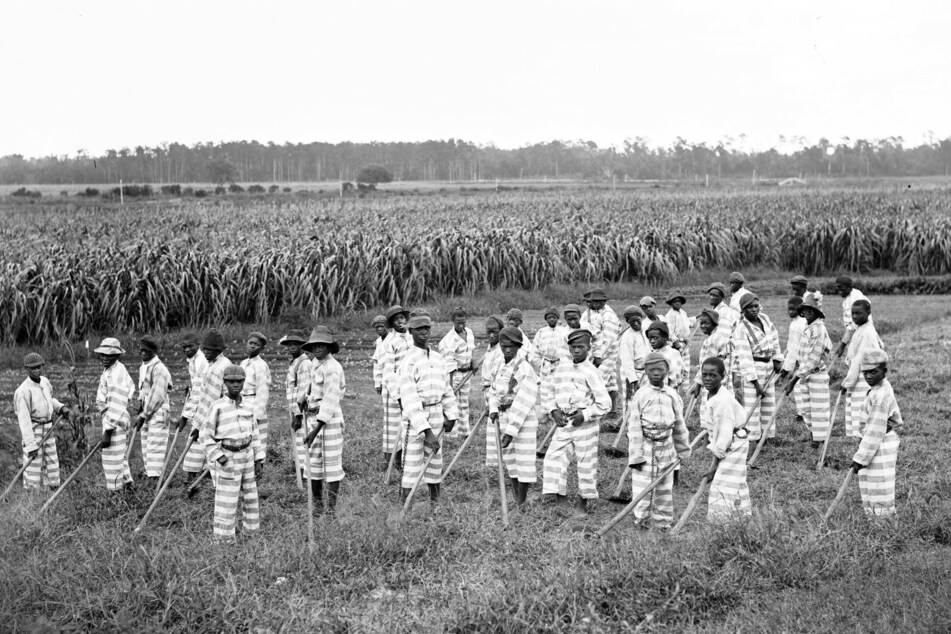 Black convicts are forced to labor in a chain gang in an archive image from 1903 – almost four decades after Emancipation.
