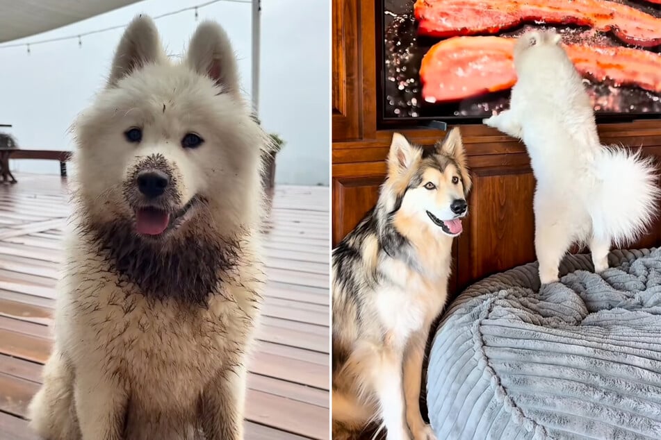 Odesa sorgt tagtäglich für "Chaos". Mal saut sie sich komplett ein, mal leckt sie den Fernseher ab. Langeweile kommt mit ihr nicht auf!