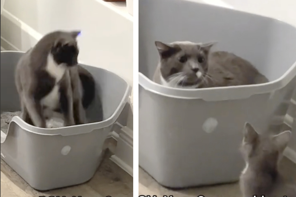 A cat named Asher, who was raised alongside two dogs, displayed a distinctly canine behavior when he barked at his new kitten sibling!