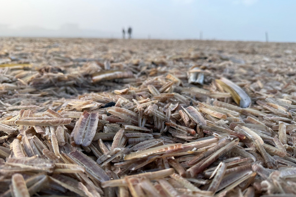 Millionen von toten Schwertmuscheln sind derzeit am Strand von Norderney zu finden.