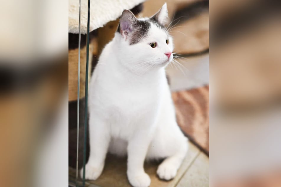 Wer kann dem Kater das geben, was er wirklich braucht?