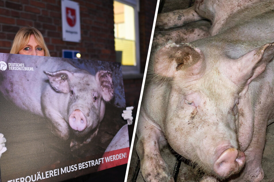 Blutende Wunden und Abszesse: Anklage nach Schock-Videos gegen Schweine-Mastbetrieb