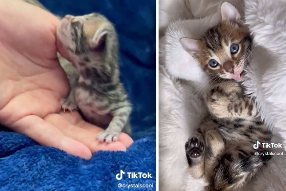 Kurz nach seiner Geburt passt das Katzenbaby gerade so in eine menschliche Hand. Inzwischen ist die Mieze gewachsen und zum Star auf TikTok geworden.