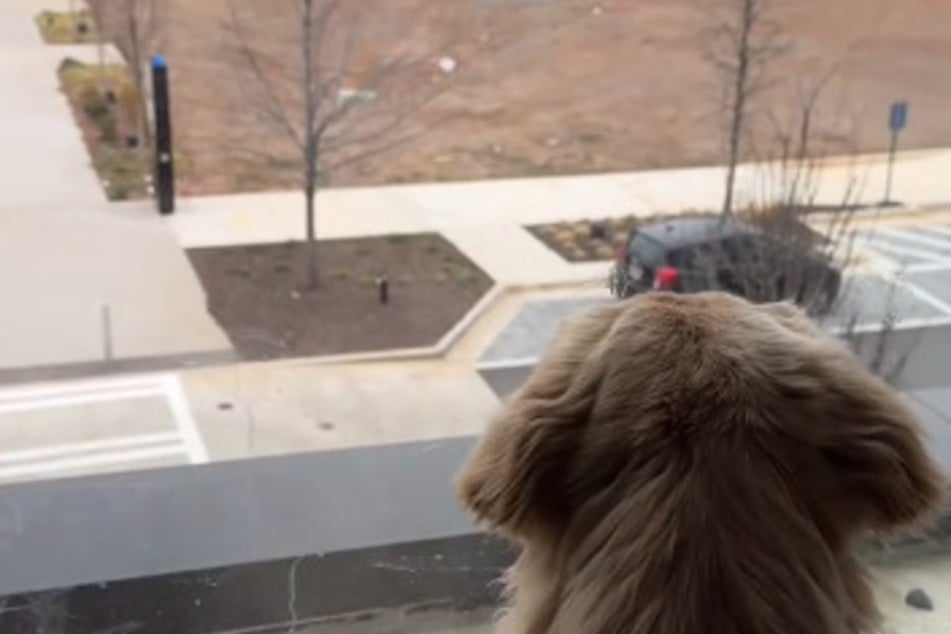 Golden retriever won't stop barking – and the reason has TikTokers cracking up