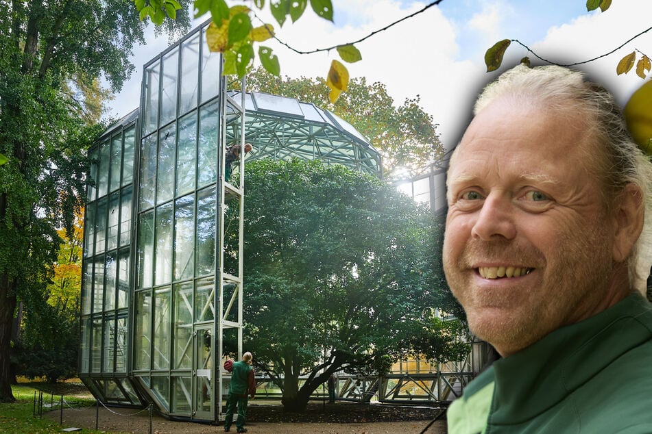 Dresden: Über 250 Jahre alt: Dresdner Pflanze sitzt jetzt im Glashaus