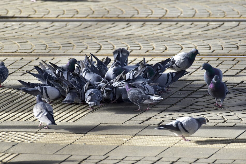 Die Stadt schätzt, dass es in Chemnitz aktuell 500 bis 1000 Brutpaare gibt.