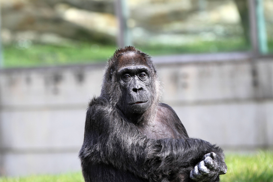 Fatou lives at Berlin Zoo, and she's a truly talented ape.