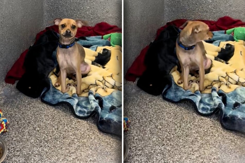 Es bricht den TikTok-Usern das Herz: Zitternd und verunsichert bleibt Finn im Zwinger allein zurück. Unsicher schaut er sich um. Sein bester Freund ist wirklich für immer weg.