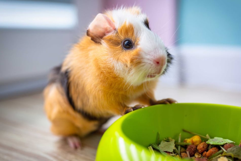 Give your tiny friends what they love and save big this Saturday, November 22