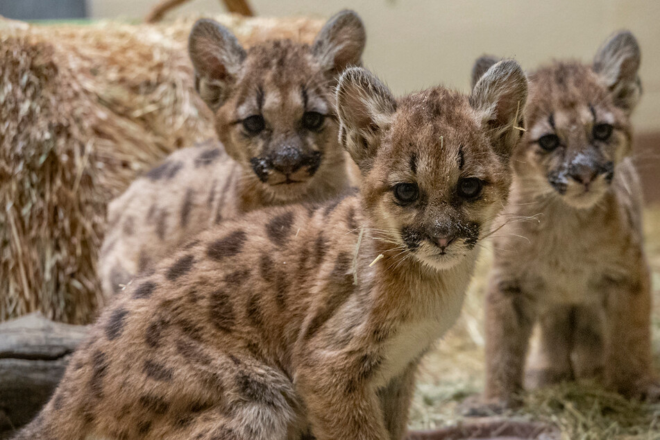 Three orphaned mountain lion cubs are settling into their new home at the San Diego Zoo after being rescued by wildlife workers.
