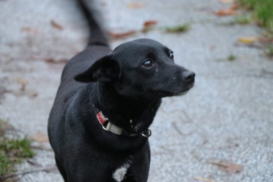 Tasha ist bereit, ihr Herz an ihre eigene Familie zu schenken.