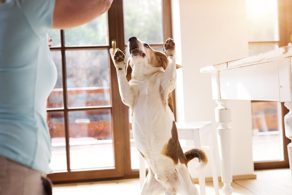 Dogs can get pretty overexcited when someone enters the house, especially visitors.