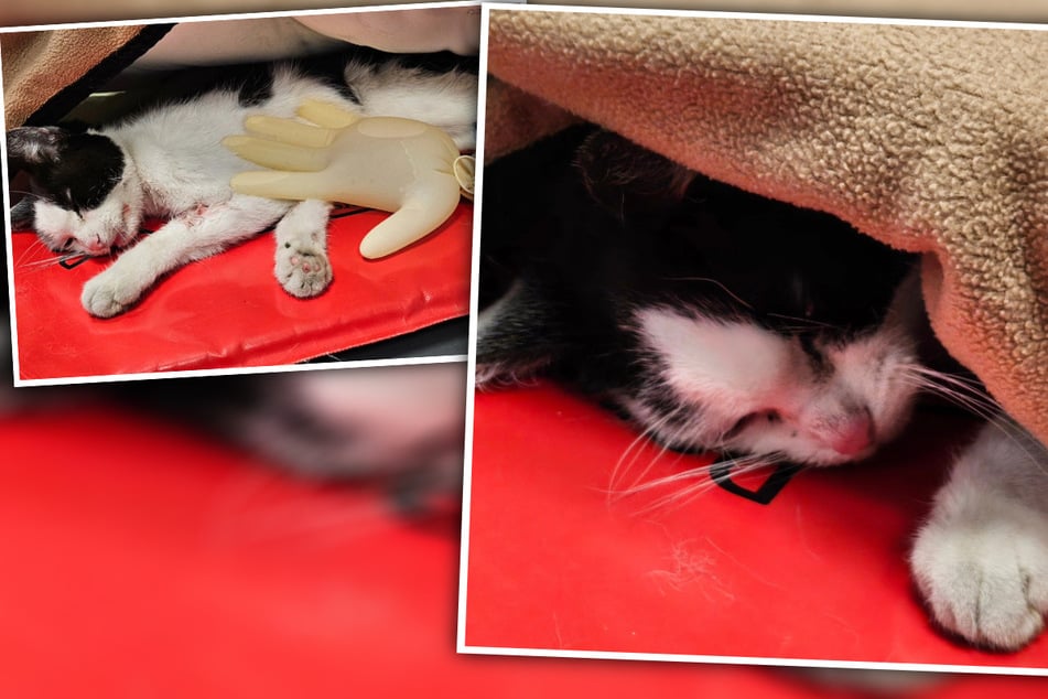 "Haben dich Hope genannt": Süße Katze kämpft im Tierheim ums Überleben