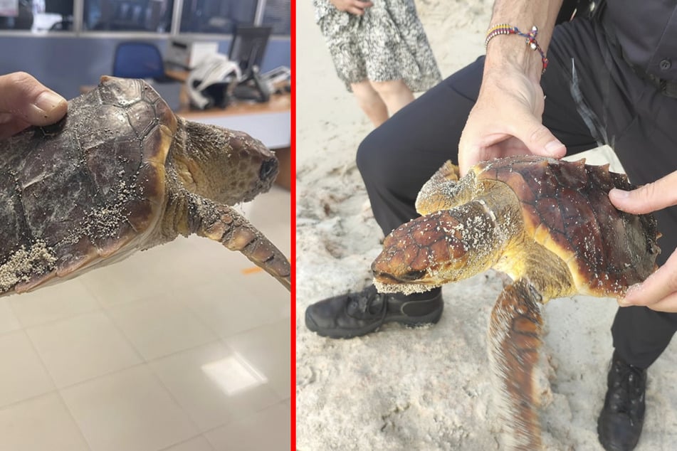 Am Strand von Cala Millor auf Mallorca wurde diese Schildkröte von Touristen als Foto-Objekt missbraucht.