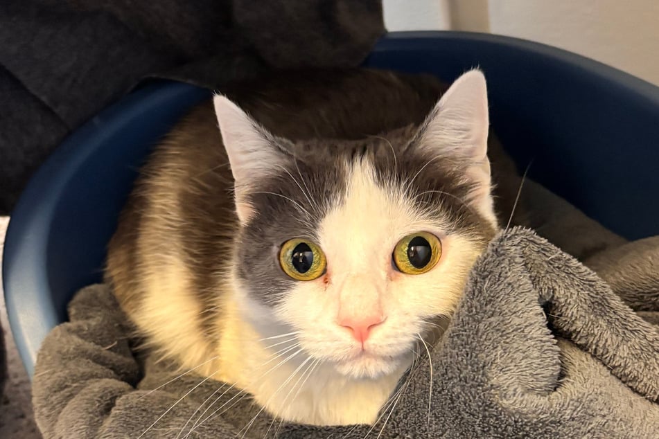 Katze Kim könnte zu einer Familie mit älteren Kindern ziehen.