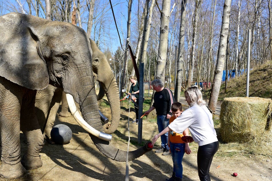 Einmal den Elefanten ganz nah kommen: Das könnt Ihr im Erlebnispark Starkenberg.