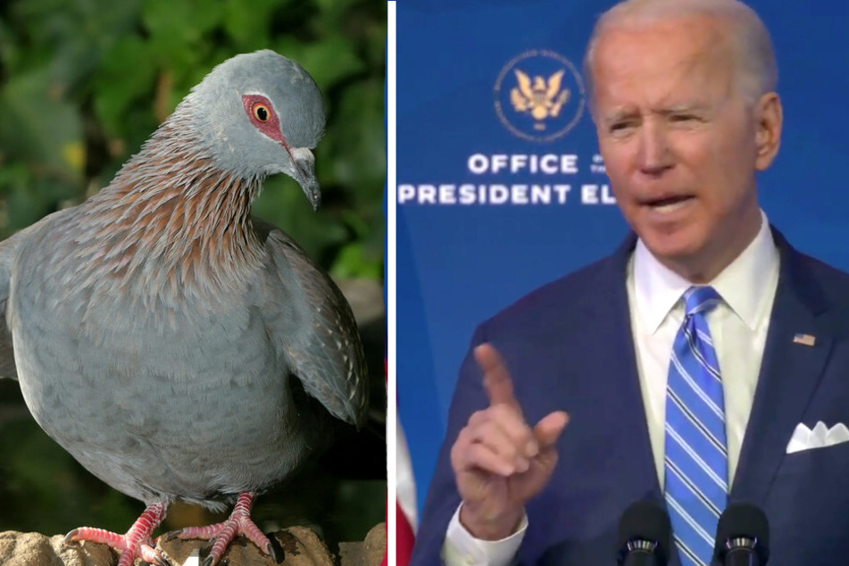 Bad news for Pacific-crossing pigeon named after Joe Biden!