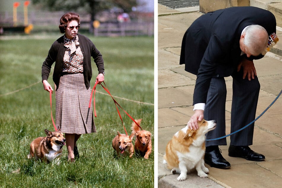 Die Queen liebte ihre Corgis von Herzen. Nun kümmert sich Prinz Andrew um die letzten Hunde der Königin.