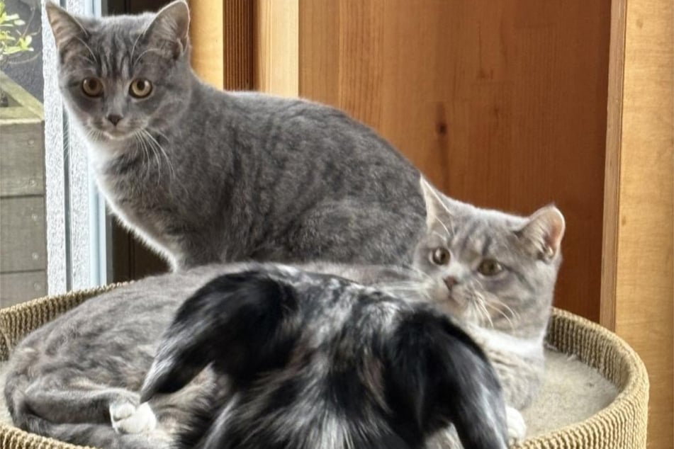 Die beiden Katzen sind sogar einigermaßen verträglich mit Hunden.