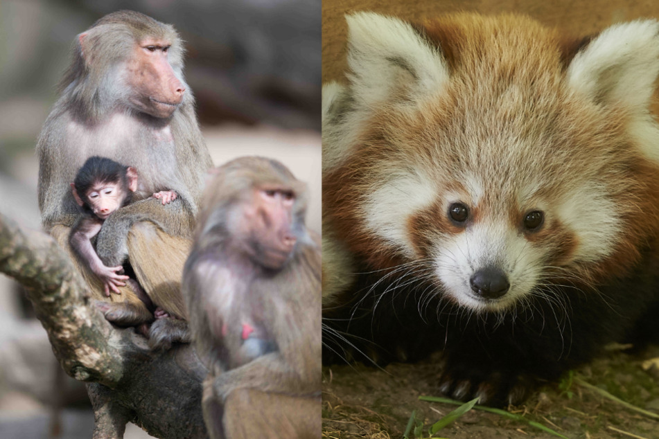 Langeweile bei Tieren: So lähmt die Corona-Krise Deutschlands Zoos