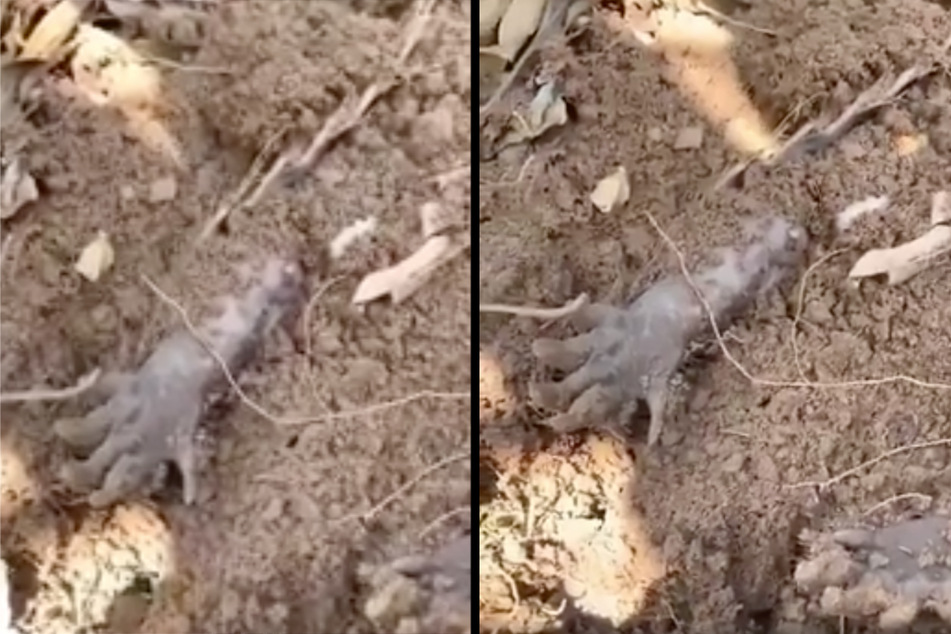 Solche Klauen, die einfach so aus der Erde herausragen, sehen erstmal unheimlich aus. Zum Glück schlummert darunter eine nette Überraschung.