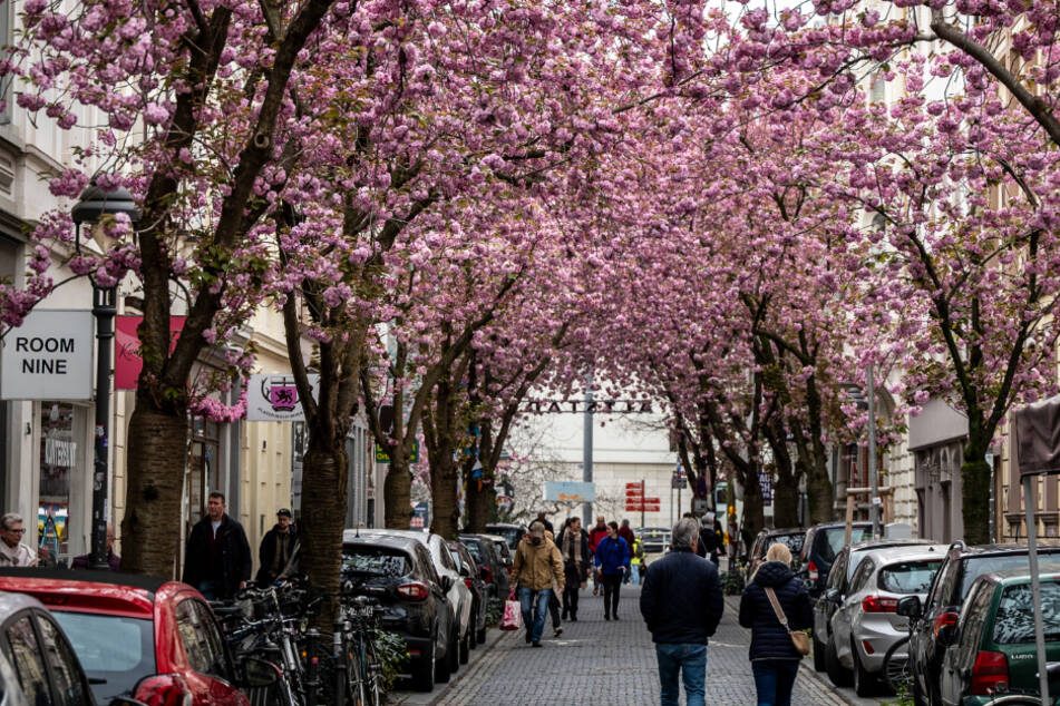 Haufenweise Fotos der Kirschblüten werden in den kommenden Wochen auf Social Media zu sehen sein.