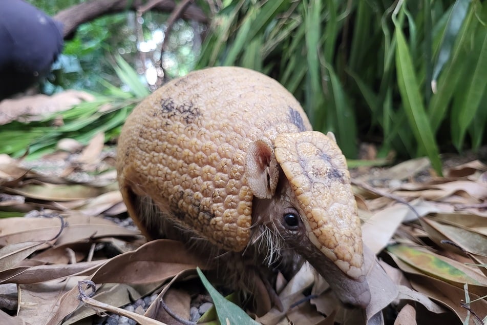 Pepe ist ein Südliches Kugelgürteltier und jüngst in sein Gehege im Duisburger Zoo gezogen.