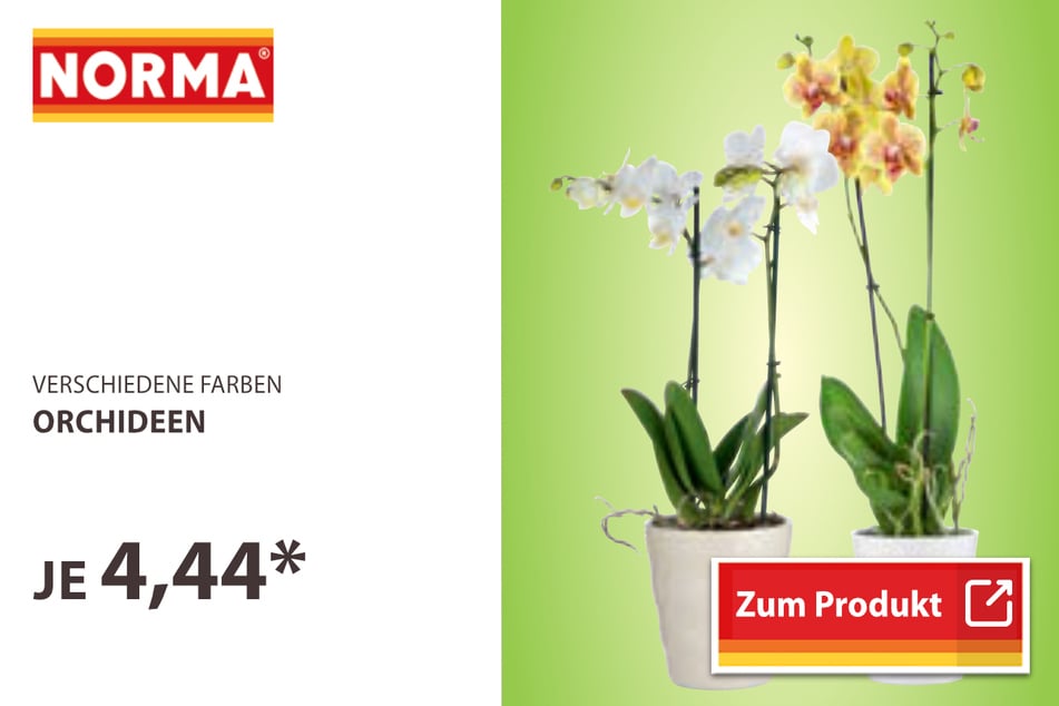 Orchideen