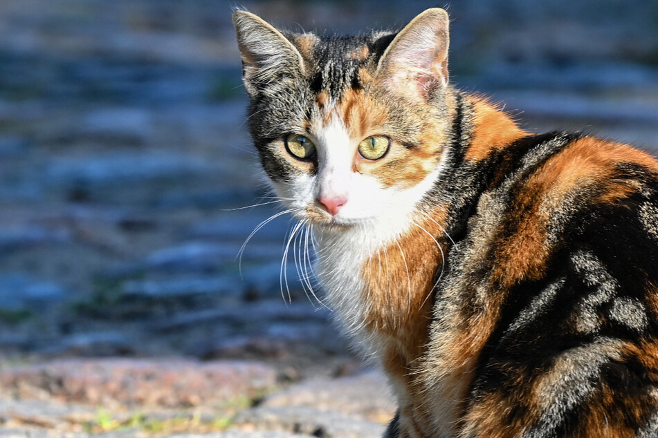 Katze kann Augen nicht schließen: Tierarzt findet Patrone im Kopf