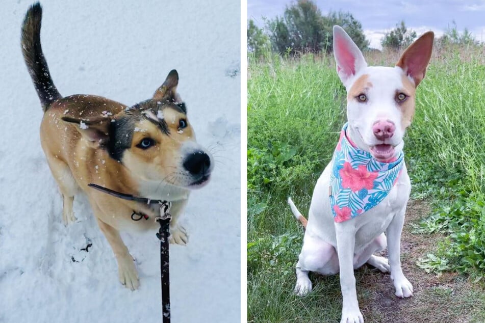 Left: Rocco plays in the snow and embracing his husky heritage. Right: Willow romps around in a field.