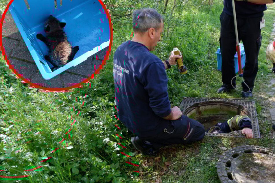 Stuttgart: Bellen aus dem Abwasserkanal: Feuerwehr Stuttgart rückt zur Tierrettung an