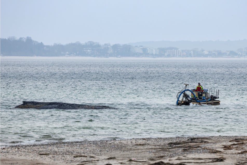 Tagelang kämpften Retter Ende März vor Niendorf für den Wal, der sich schließlich selbst befreite.